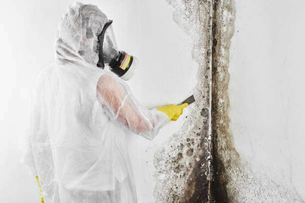 Asbestos and Lead Testing During Mold Inspection